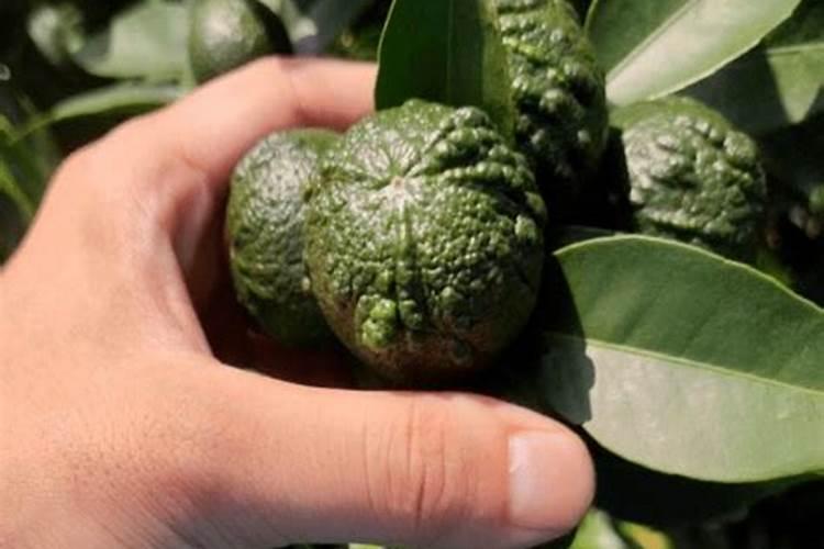 橘子快熟的时候皮变厚是怎么回事