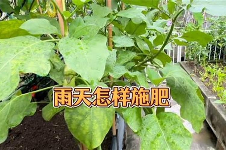 想让种植的生菜更高产,那该怎样使用钾肥呢？