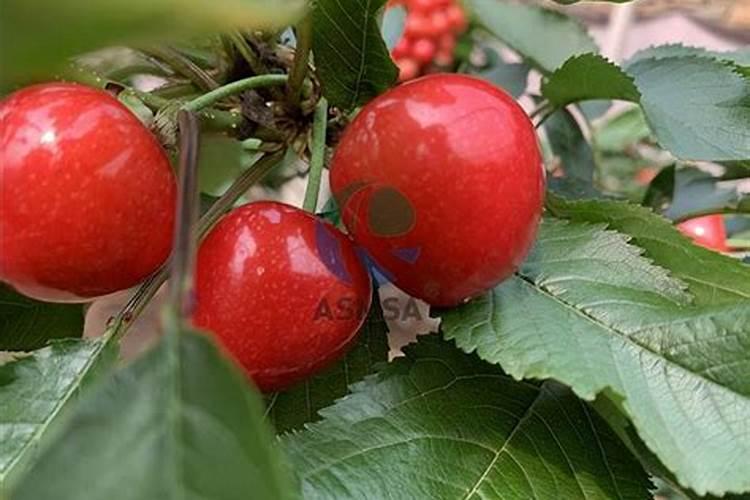 有机酸钙、乳矿盐钙、碳酸钙有什么区别？补钙该怎么选？