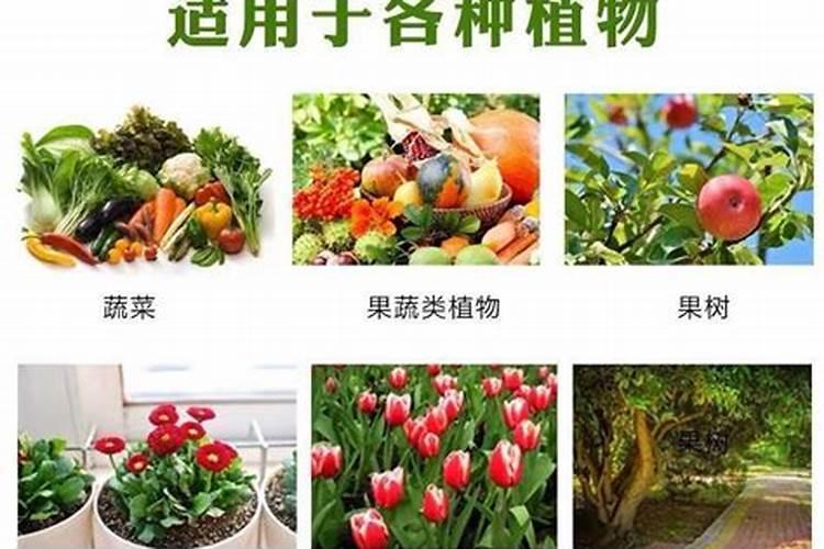 甜瓜加什么肥料涨份量