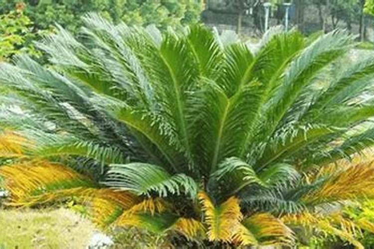 因雨水大出现黄苗黄叶能打叶面肥吗