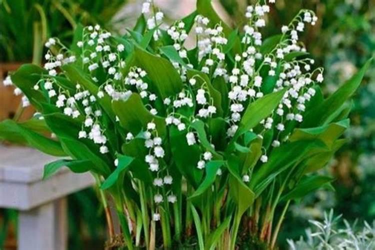 铃兰花种植方法