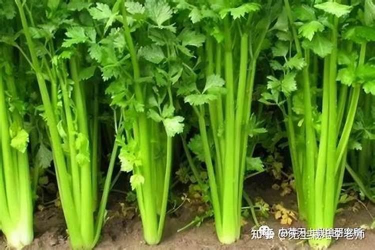 怎么用泡沫箱种菜？