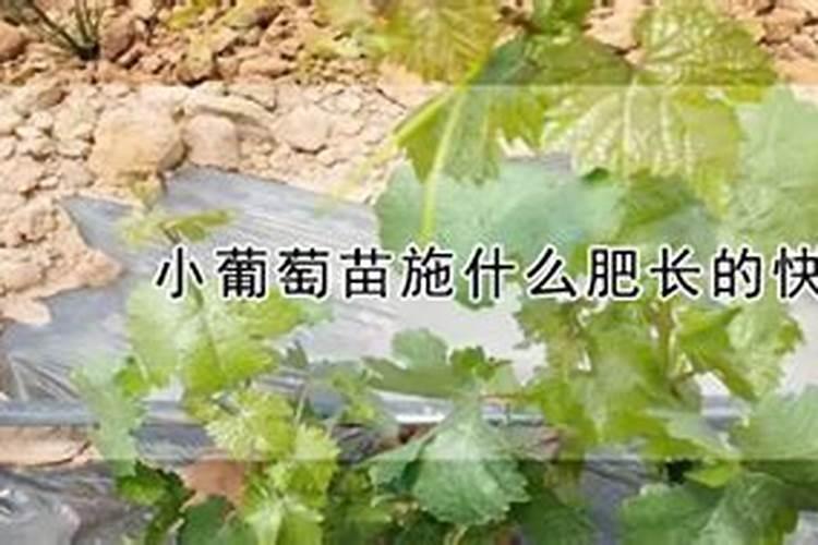 氮肥促进果树开花结果吗