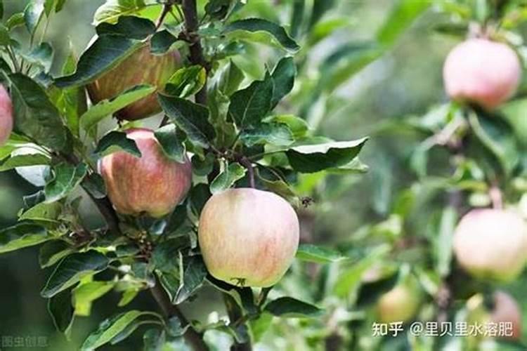 苹果进入着色期后遇连阴雨天气,如何提高着色促品质？