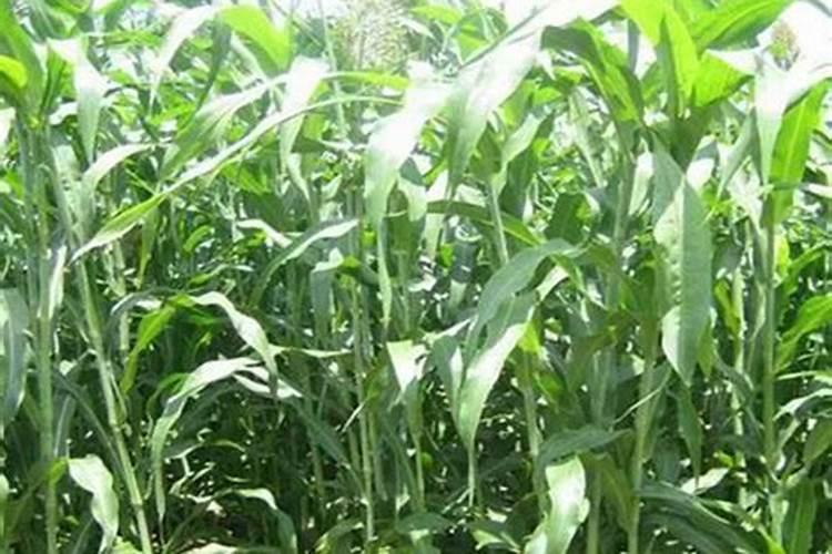 甜高粱播种技巧和种植方法分享