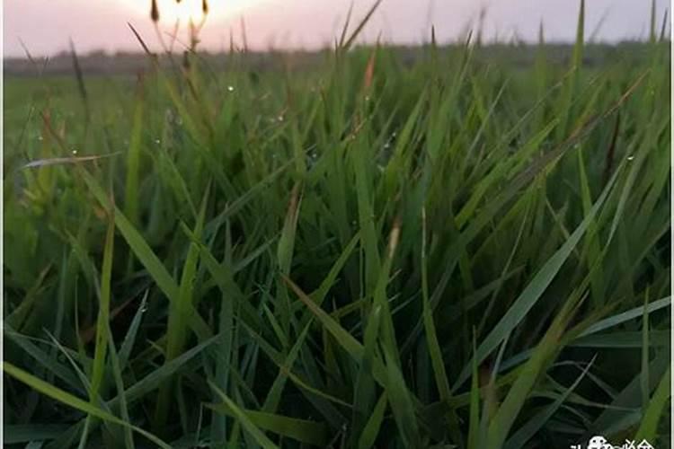 甘肃地区三月份能种草坪吗