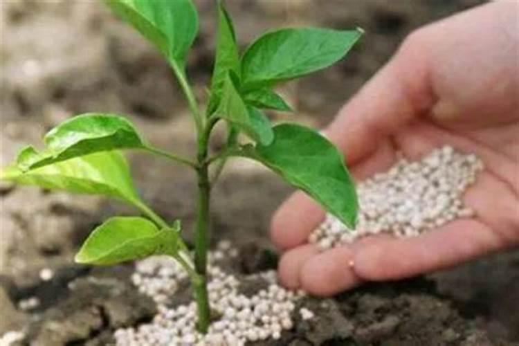 白菜最好的杀虫农药