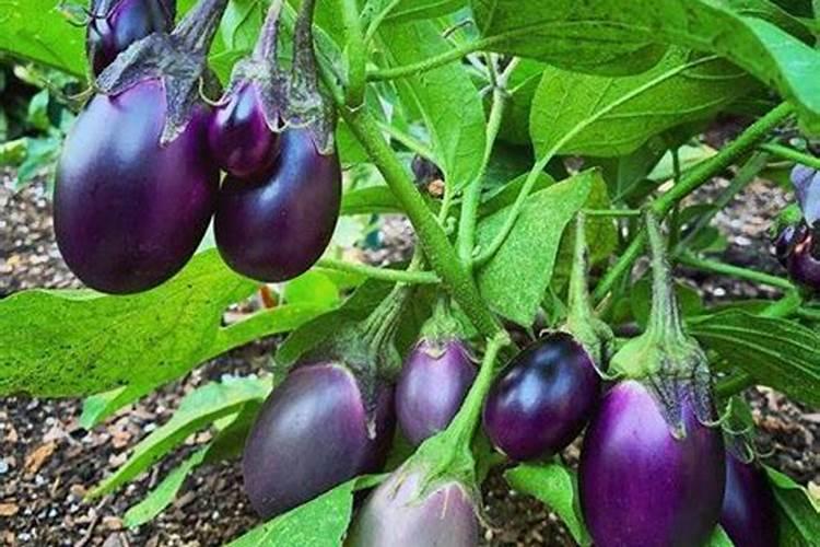 龟背竹能浇磷酸二氢钾吗 方法是什么