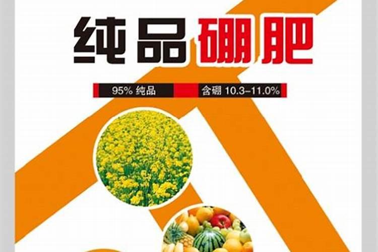 鸿运当头花价格 多少钱一盆