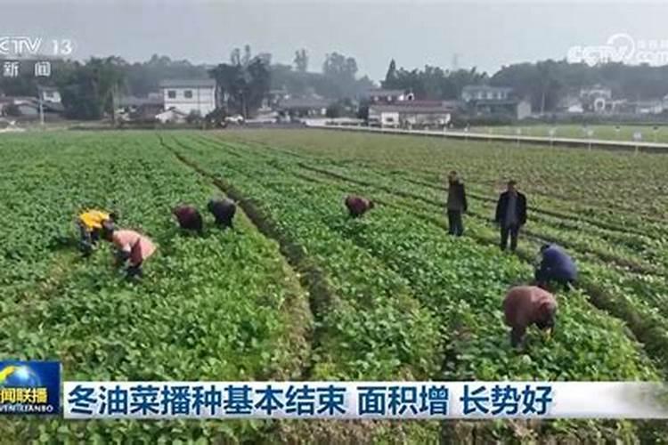 果园种油菜的神奇作用