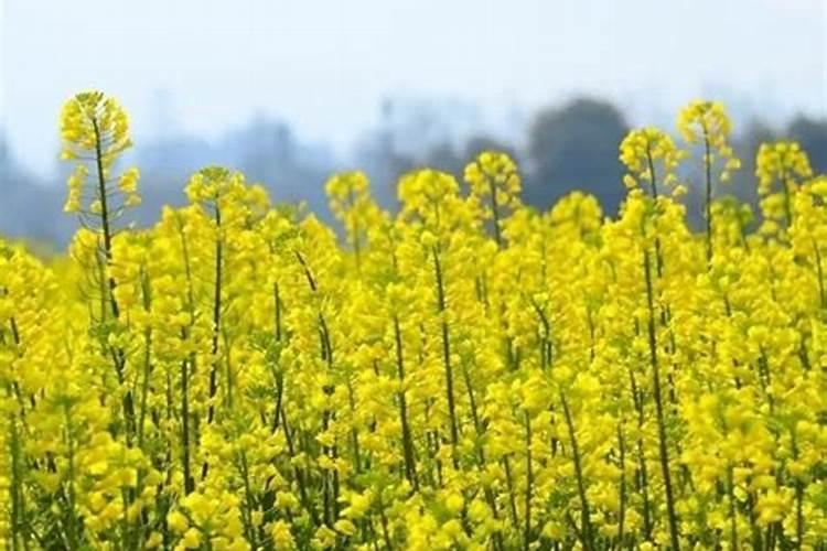 什么绿色植物做肥料好