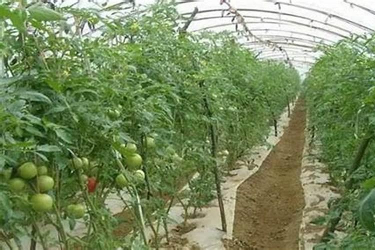 番茄施什么肥料最好