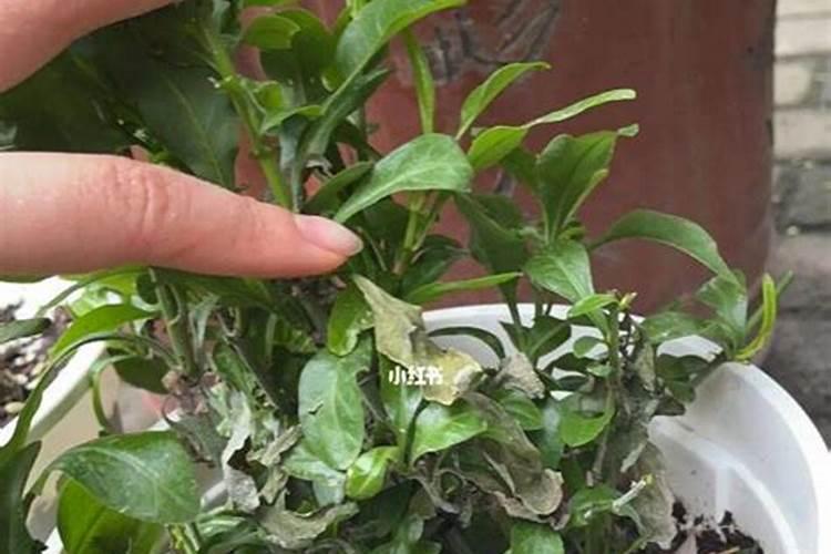 干树叶可以做肥料吗