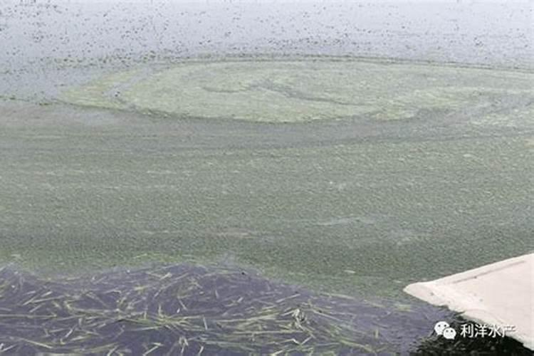 菠菜出苗后怎么施肥