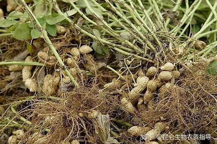 花生后期喷什么叶面肥最好