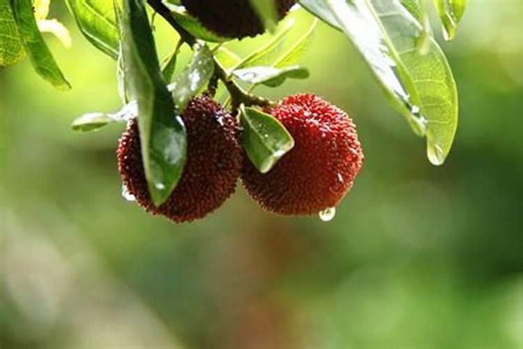 杨梅采果后喷什么药最有效