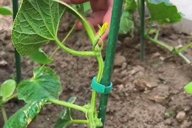 黄瓜喷什么叶面肥茎杆粗壮