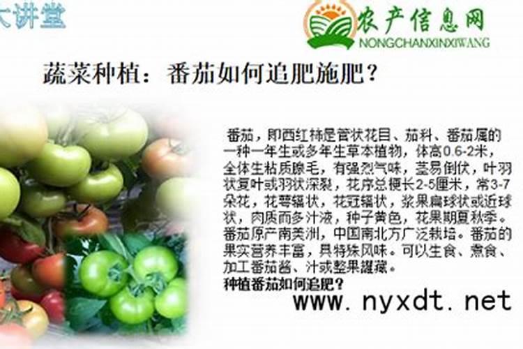 怎么避免自己种的西红柿出现空心现象？