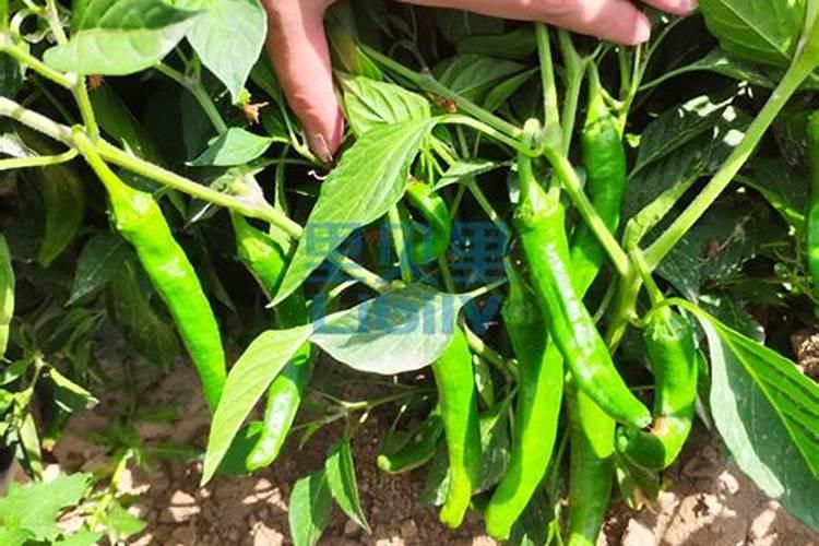 植物营养液怎么用