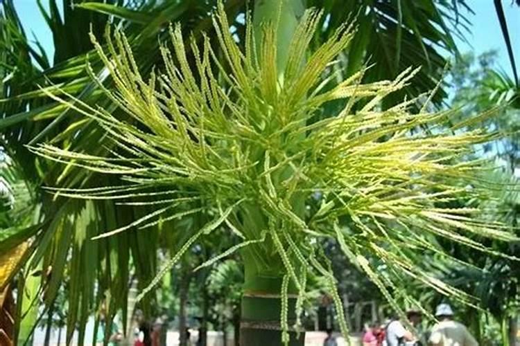 植物营养液的正确使用方法 植物营养液正确使用方法