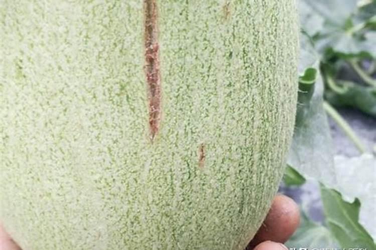 哈密瓜膨果期怎样施肥