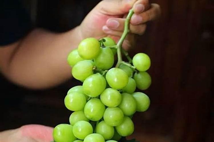 第一年阳光玫瑰栽培养殖方法 阳光玫瑰第一年怎么养殖