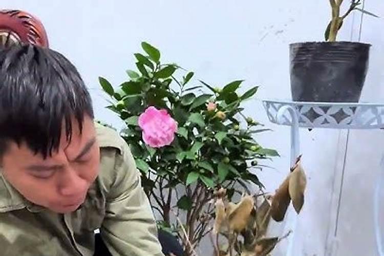 山茶花的养护和注意事项