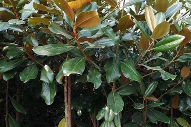 玉兰树是怎样栽培的 以免消耗养分