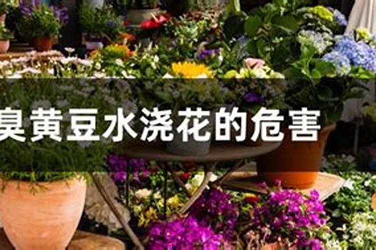 月季是怎样进行水肥管理的？