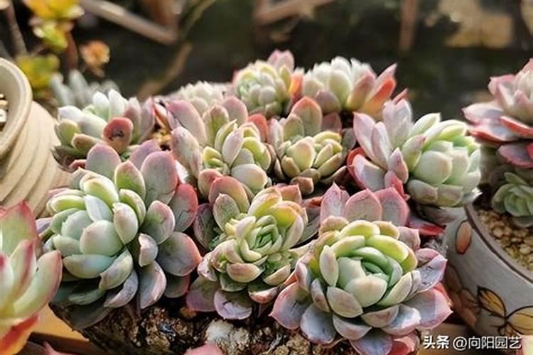 流体硼的作用与用法