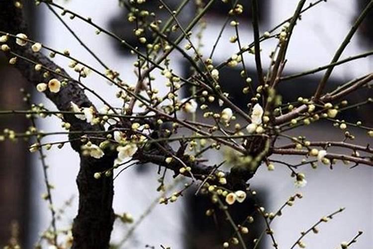 梅花上什么肥料好