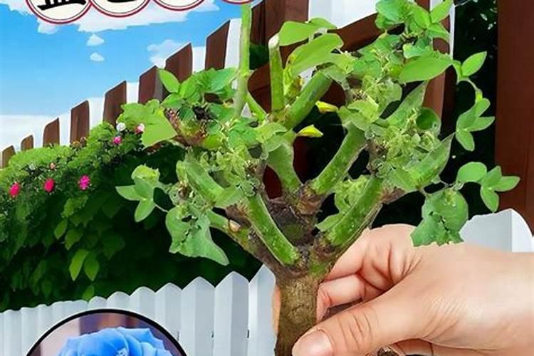 矿源黄腐酸钾可以和磷酸二氢钾混用吗？