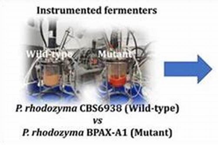 菜籽饼肥料的使用方法