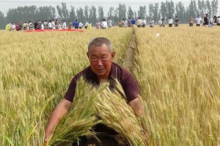 怎么对小麦施钙肥？