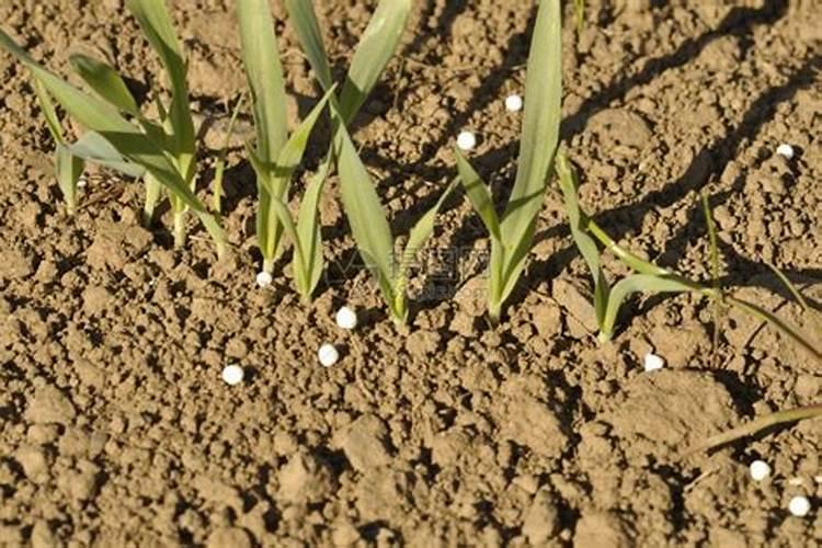 化肥肥害怎么处理