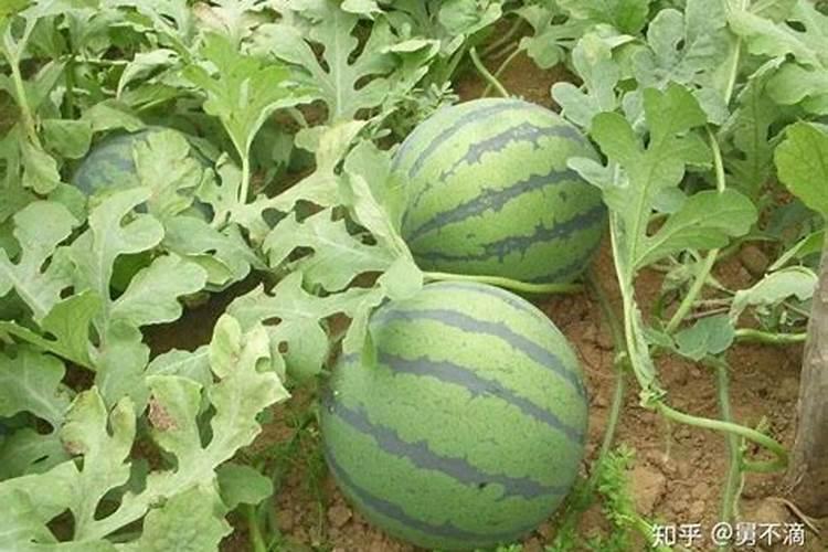西瓜施什么肥料最好
