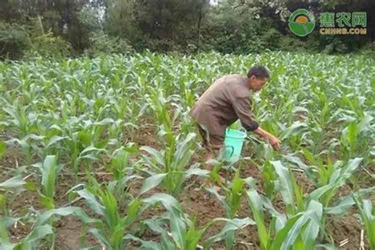 富硒甜玉米无公害种植怎样施粪