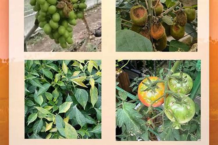 高温干旱天气可以喷叶面肥吗