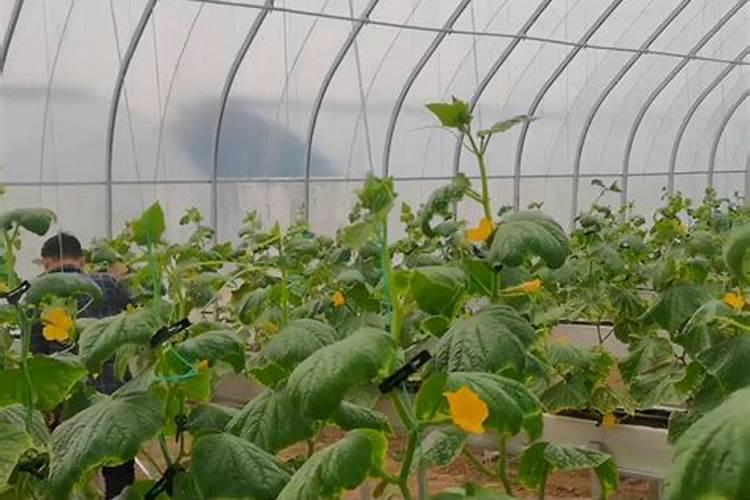 叶面肥这些误区,千万要注意!