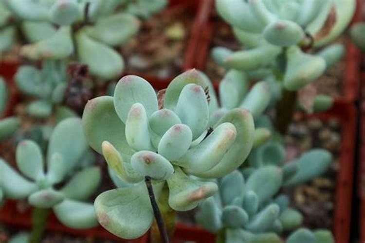 冬天多肉多久施肥一次