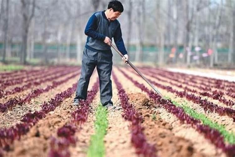 有机肥施肥的最佳时间 有机肥施肥一般在什么时候进行