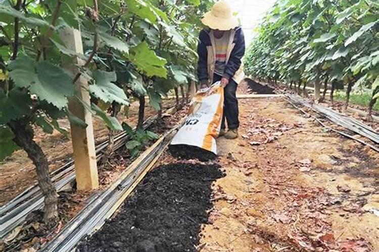 桃树什么时候施肥效果好,桃树施肥最佳时间