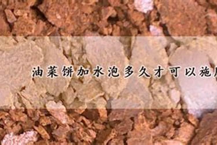 油菜饼加水泡多久才可以施肥