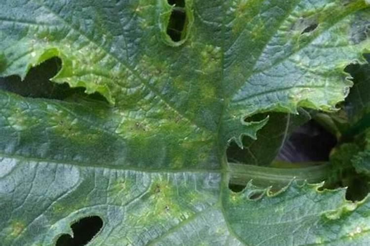 西葫芦施什么肥能高产 高产的方法有哪些