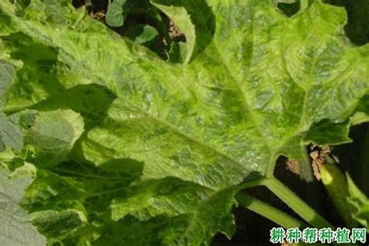 西葫芦的种植方法