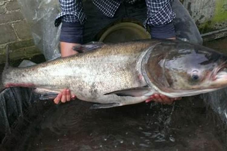 铁树用什么肥料好