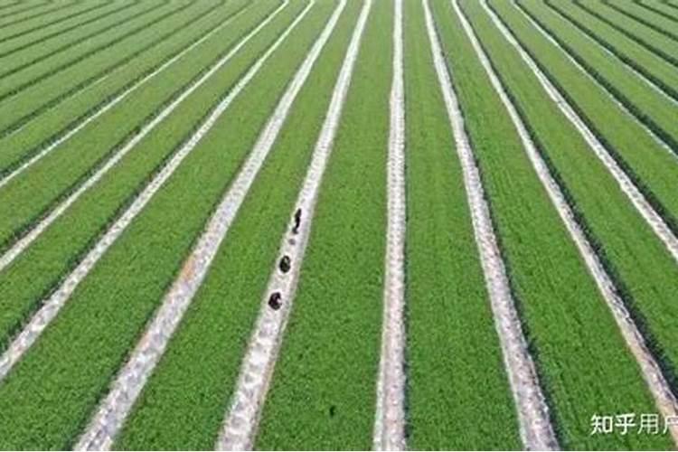 玉米如何使用叶面肥