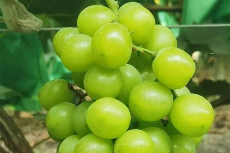 葡萄种植叶面喷肥