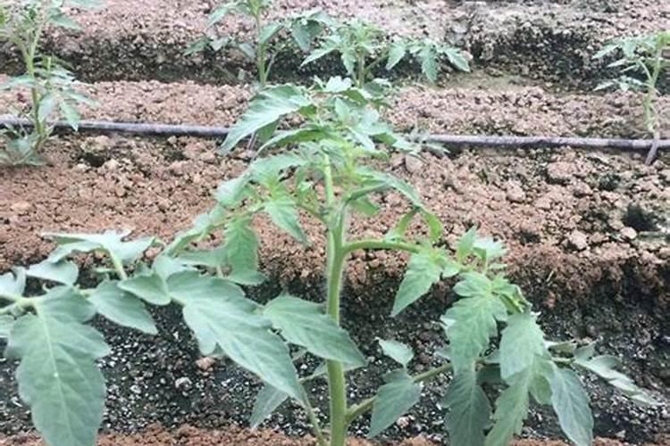 蔬菜怎么施肥 夏季蔬菜施肥的方法